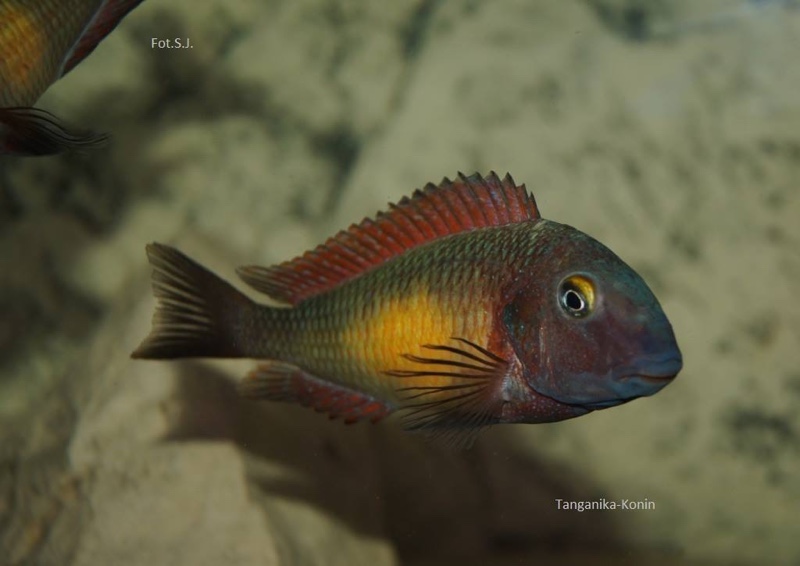 Tropheus moorii 'Kasanga'